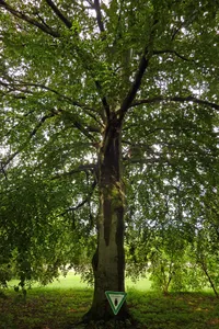 Blut-Buche Tierpark Berlin