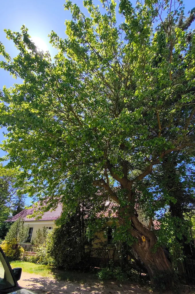 Maulbeerbaum in Blankensee, Zum Seechen gegenüber Haus 11 Naturdenkmal mit Registernummer: B0099