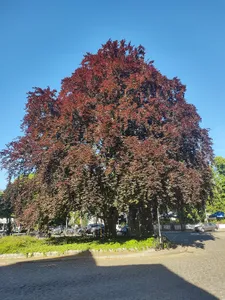 Gewöhnliche Buche - Rot-Buche Bahnhofplatz Hermsdorf, gegenüber Schlossstraße 18, südlicher Baum