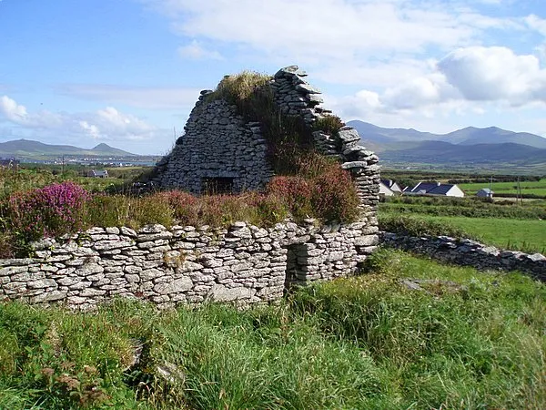 Ruined church and burial ground at Ballywiheen. The ruin of the chapel is surrounded by gravestones. The ground is very uneven. The Brandon group mountains are in the distance.