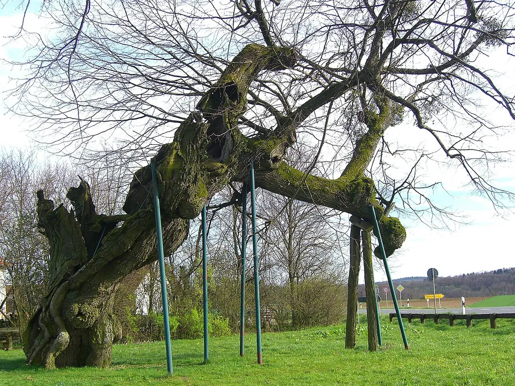 The leaveless old Kasberg lime tree (Kasberg is a small village near Gräfenberg, Germany) in spring 2007. The tree is believed to be thousand years old. The trunk is mostly rotten so the tree isn't stable on its own.