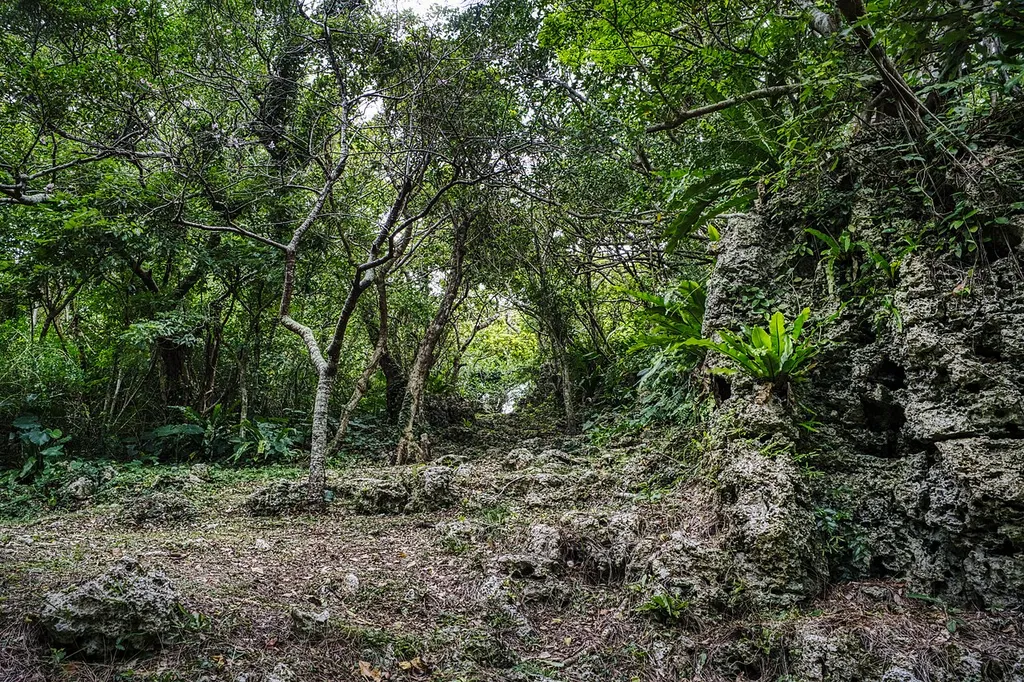 Very overgrown and rocky, there is a small clearing to the side, but it may not be part of the Gusuku proper