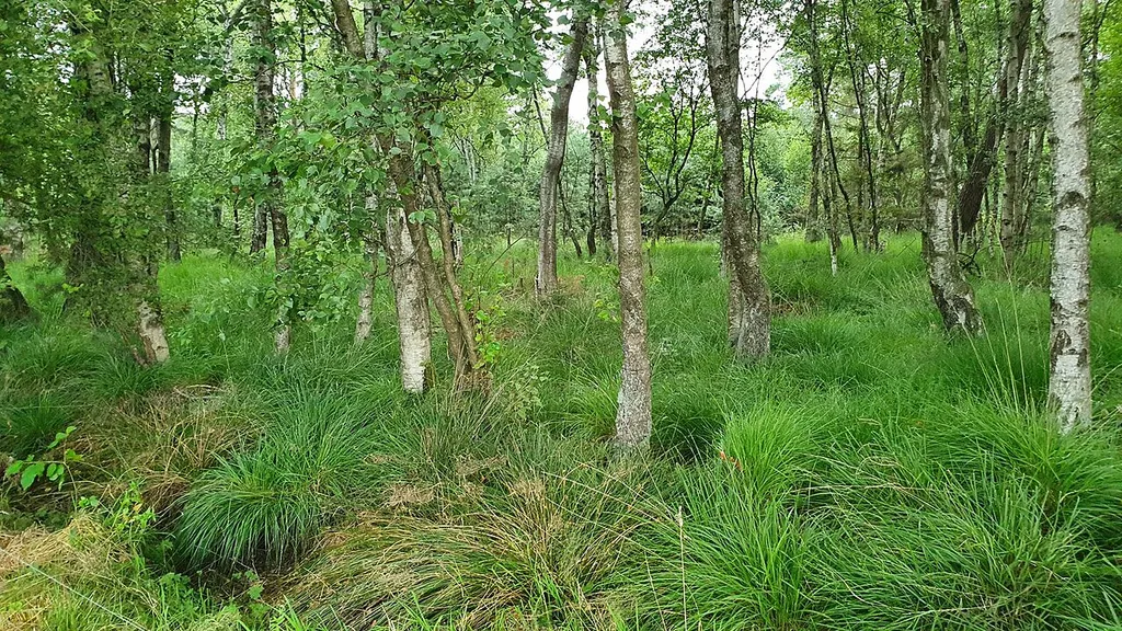 Naturschutzgebiet Schwarzes Moor bei Dannhorn