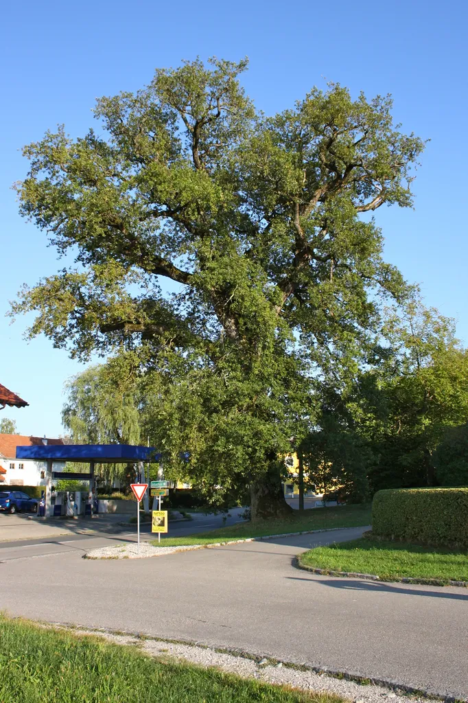 This media shows the natural monument in Upper Austria with the ID nd304.
