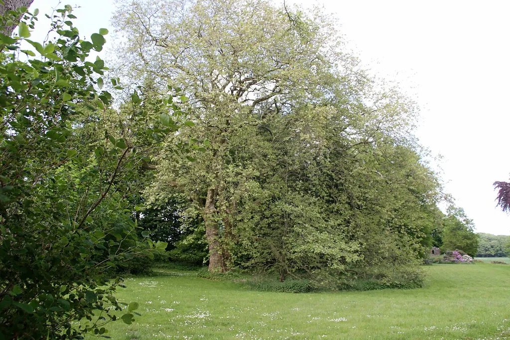 Gut_Hohenstein_Lindenrondell