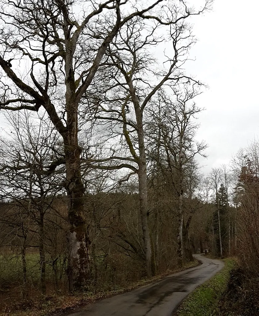 Eichenallee im Schweizerbachtal