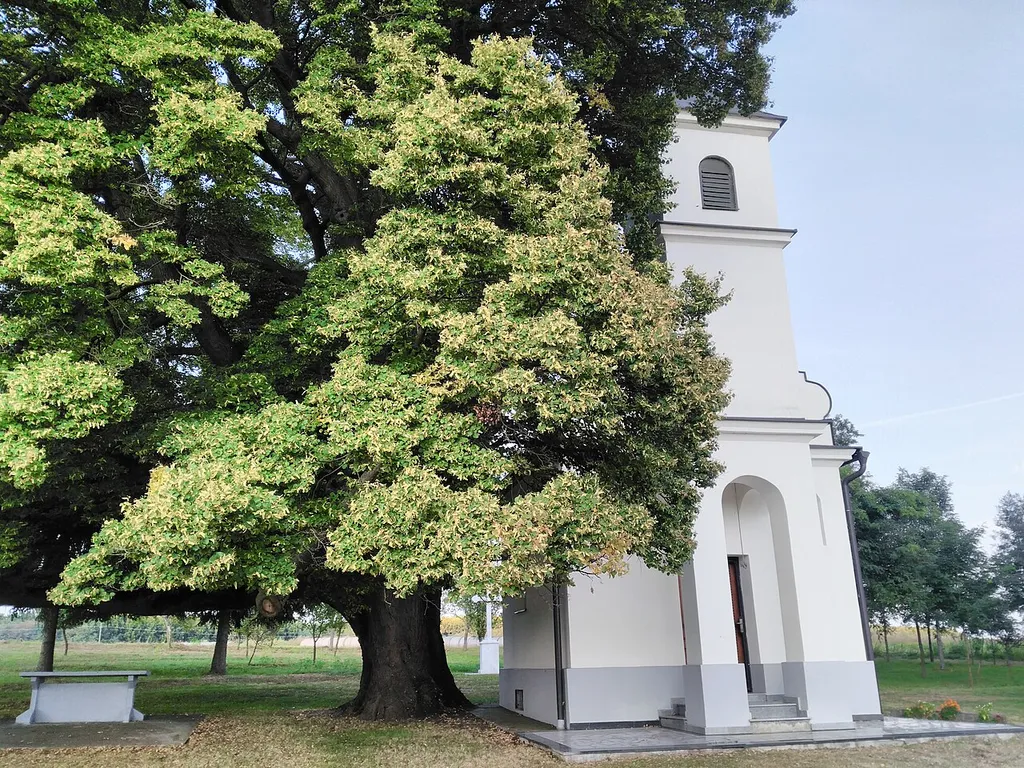 Serbian Orthodox Church of St. Panteleimon in Mirkovci.