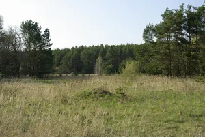 Sandheiden im mittelfränkischen Becken