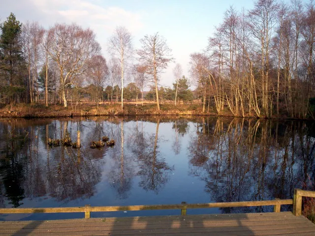 The Main Pond in Winter, Peatlands Park