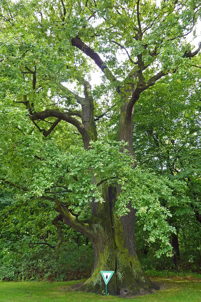 Stiel-Eiche Tierpark Berlin