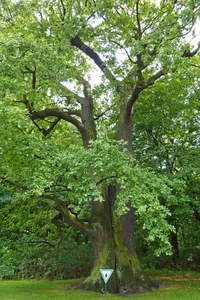Stiel-Eiche Tierpark Berlin