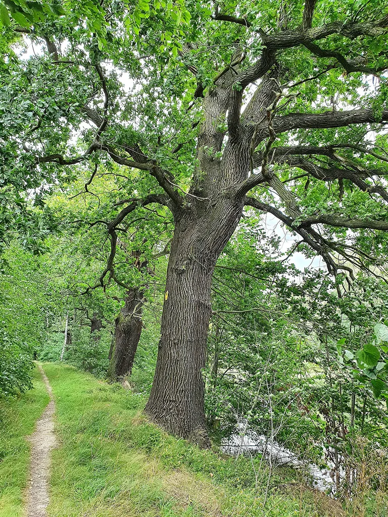 Naturdenkmal: südliche Eiche ('Quercus robur') am Damm des Großen Kirchenteich in Grethen