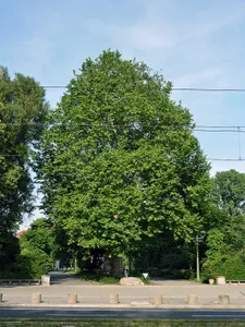 Platane Tierpark Berlin