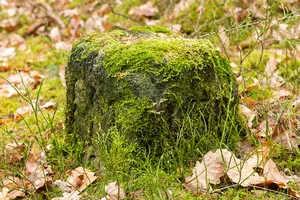 Grenzstein Fürther Stadtwald in Fürth