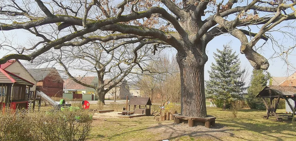 Naturdenkmal Stieleiche auf dem Spielplatz Frauenhorst