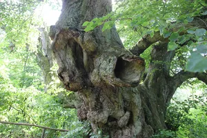Natural monument small-leaved linden