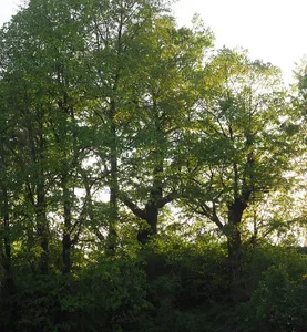 Linde Klostergut Oberwartha