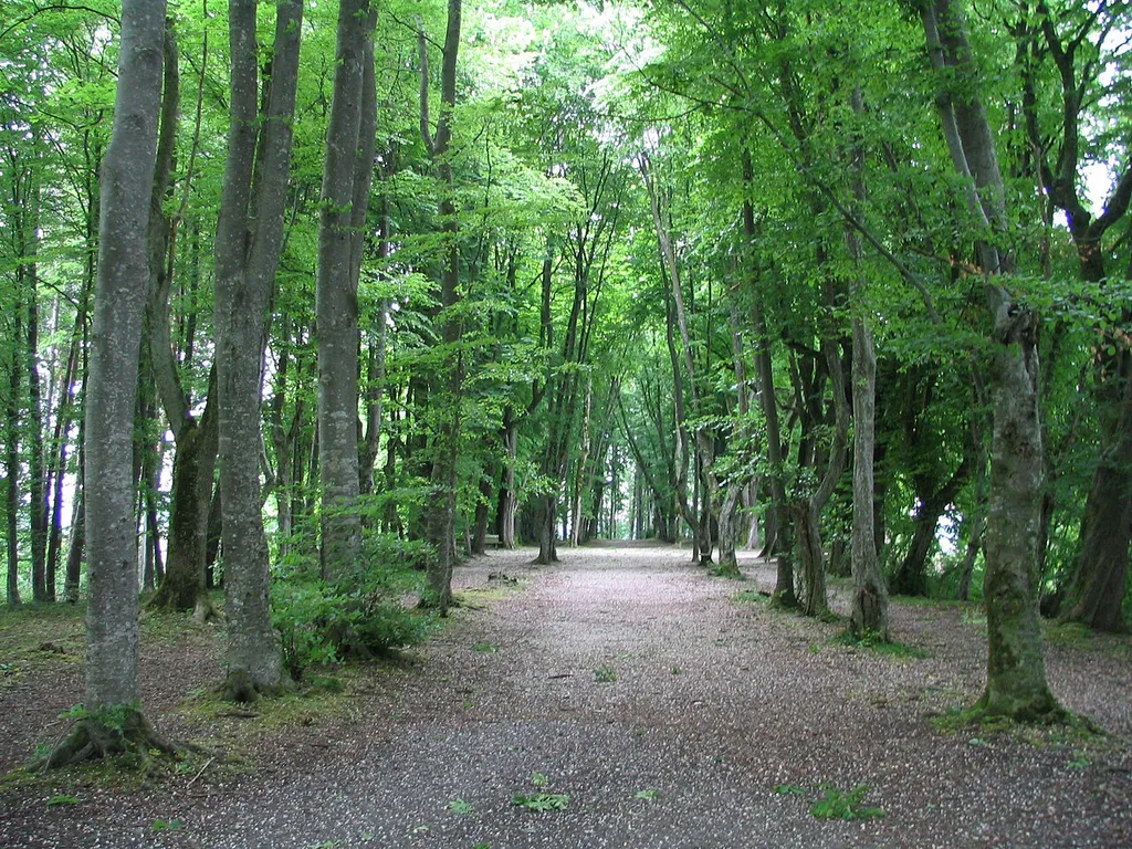 Sogenannte Waldkathedrale des Stifts Beromünster