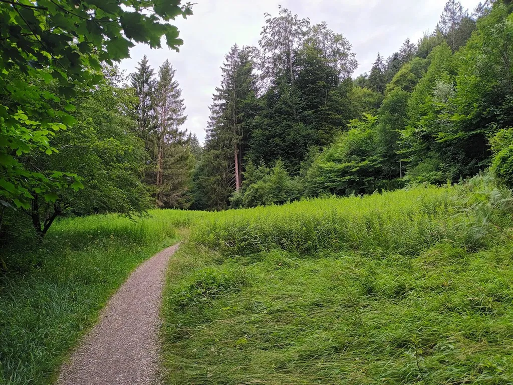 Lichtung am Ländeweg in Bad Faulenbach (Füssen). An dieser Stelle befand sich eine römische Siedlung der Kaiserzeit (Bodendenkmal Nr. D-7-8430-0056).