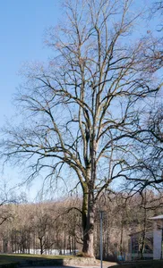 Zwei Linden in Gmunden