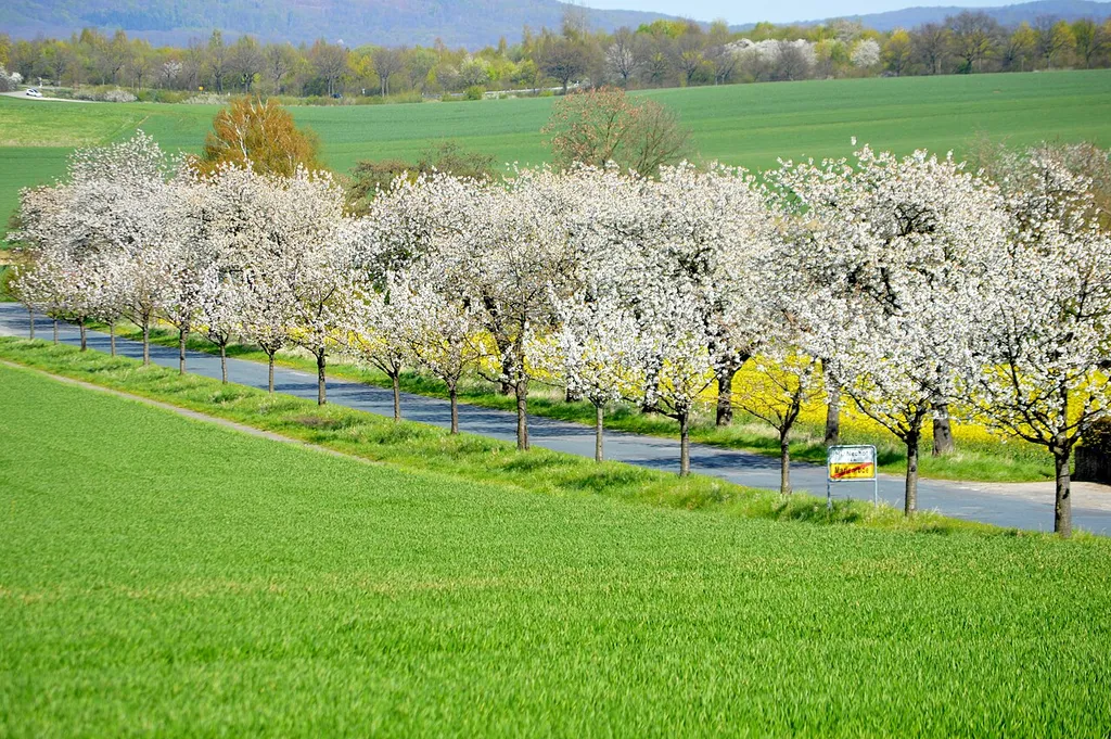 Landschaftsschutzgebiet Klosterlandschaft Marienrode - Obstblüte an der Klosterzufahrt (2)