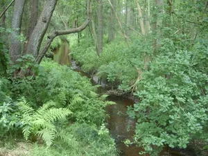 Geestmoor-Klosterbachtal und Schlattbeeke