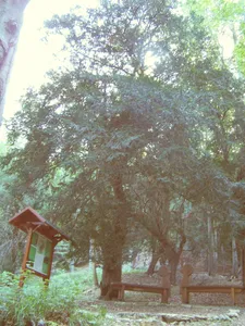 Ibengarten