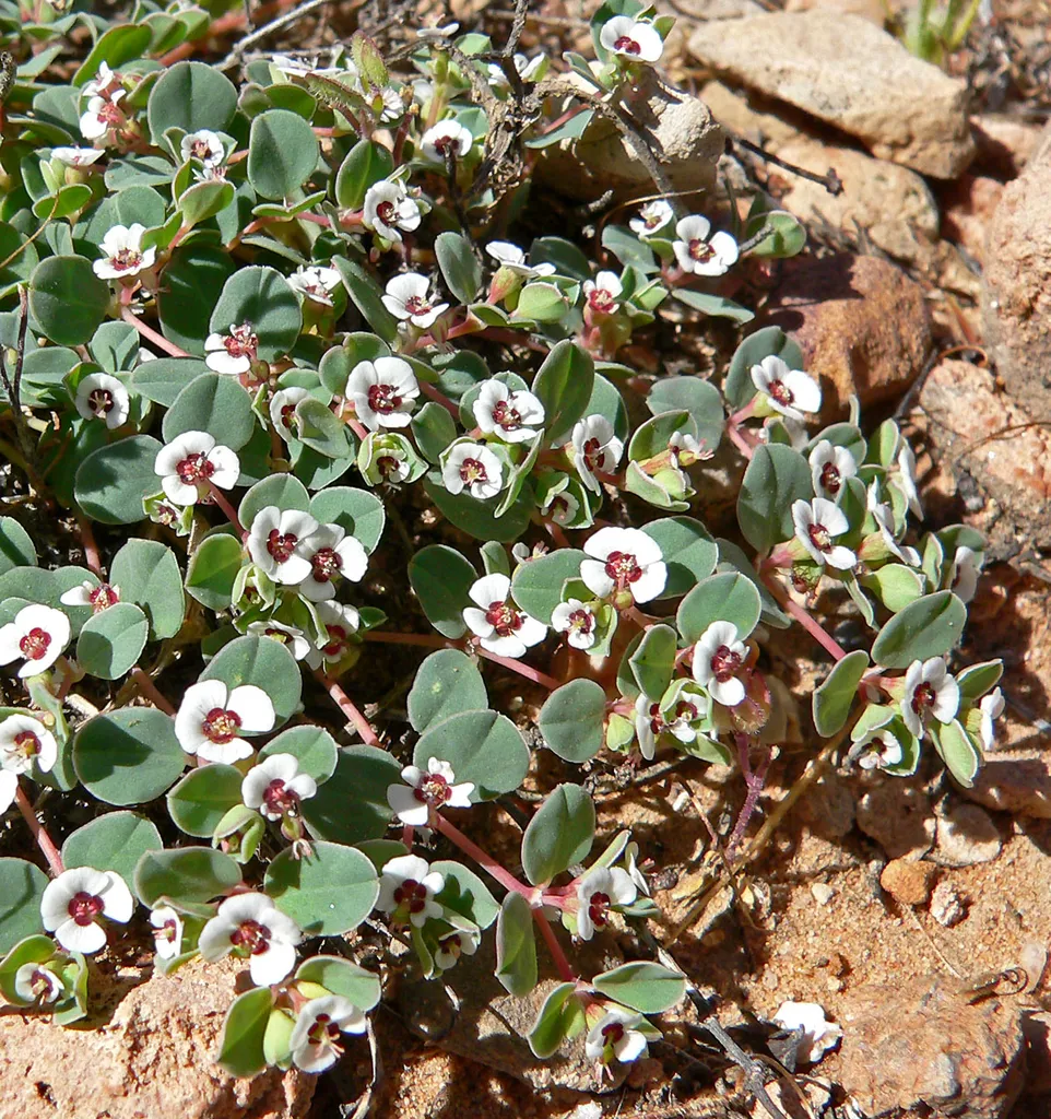 Chamaesyce albomarginata — Rattlesnake weed; flowers. In Red Rock Canyon of the Spring Mountains — in Clark County, southern Nevada.