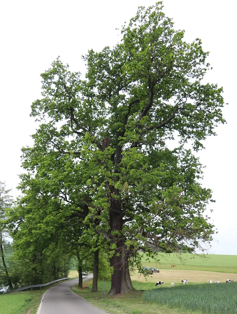 Stiel-Eiche bei Hohenkirchen, Naturdenkmal Nr. 86 im Landkreis Mittelsachsen