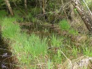 Jägersburger Wald/Königsbruch