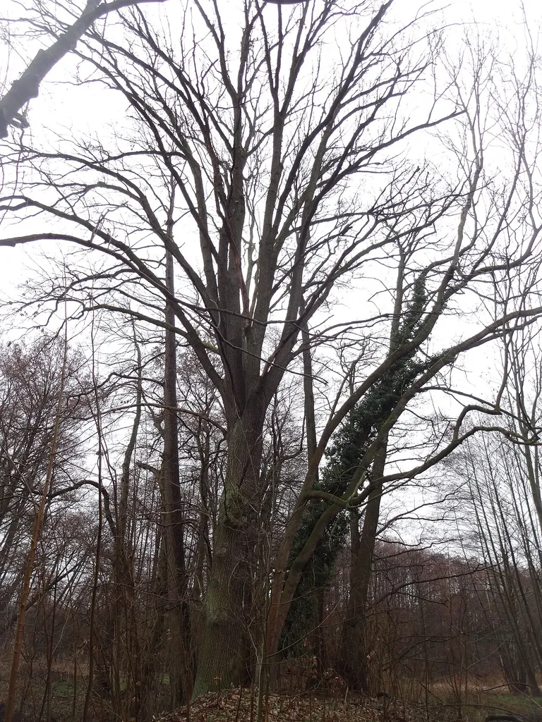 als Naturdenkmal geschützte Stieleiche im Kloster Lehnin