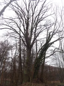 Stieleiche im Kloster Lehnin