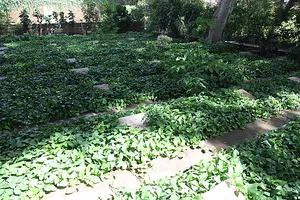 German Cemetery, Cairo