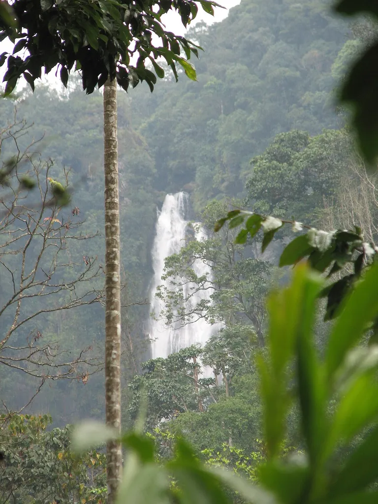 Hebbe falls located in Western Ghats, Karnataka