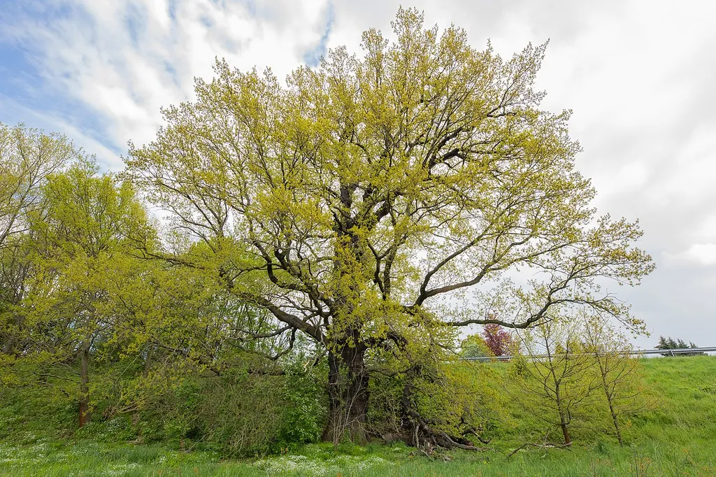 Stiel Eiche B169 Frankenberg