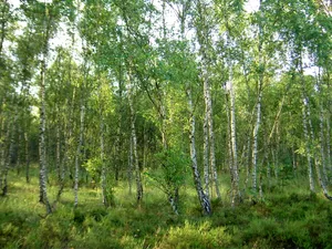 Glücksburger Heide