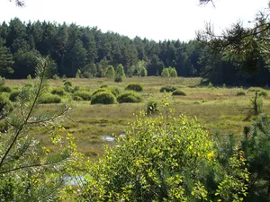 Brambosteler Moor