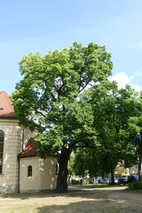 Naturdenkmal Winter-Linde in Babelsberg Nord [[Weberplatz]], an der Kirche vor der Sakristei, 14482 Potsdam; Flur 1, Flurstück 834 in Potsdam
