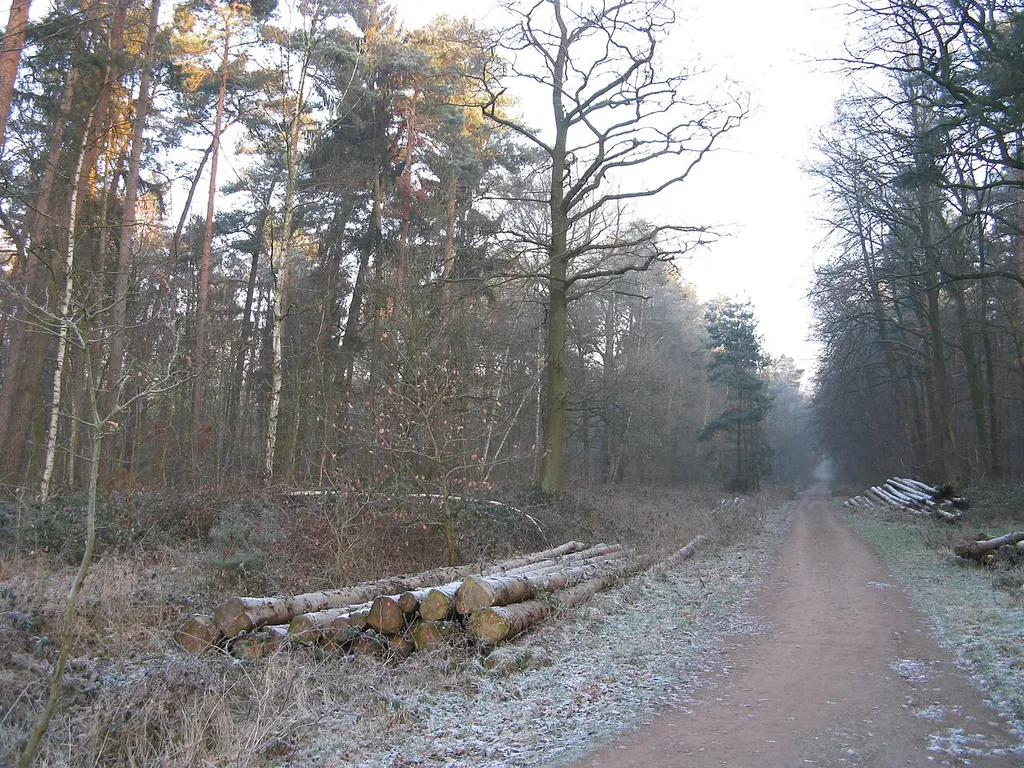 Heisterholz