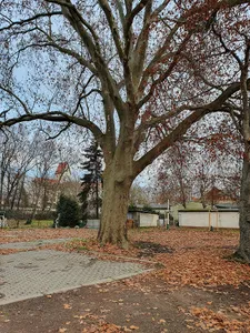 Platanus × hispanica in residential quarter near castle Schönefeld (Leipzig)