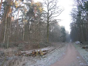 Heisterholz