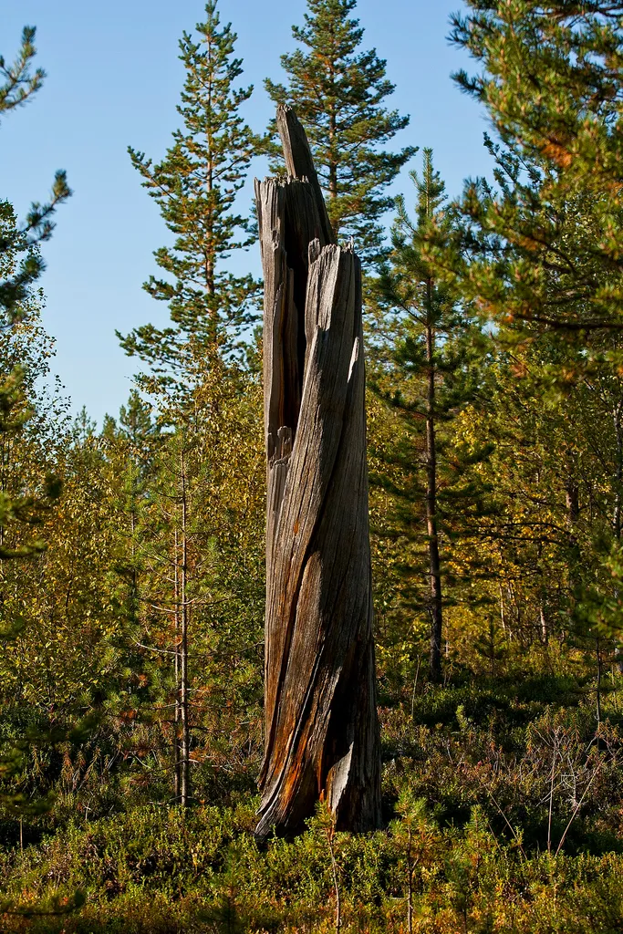 One of several twisted trunks I saw in Pasvik, Norway this day. Should have had my polaroid filter...