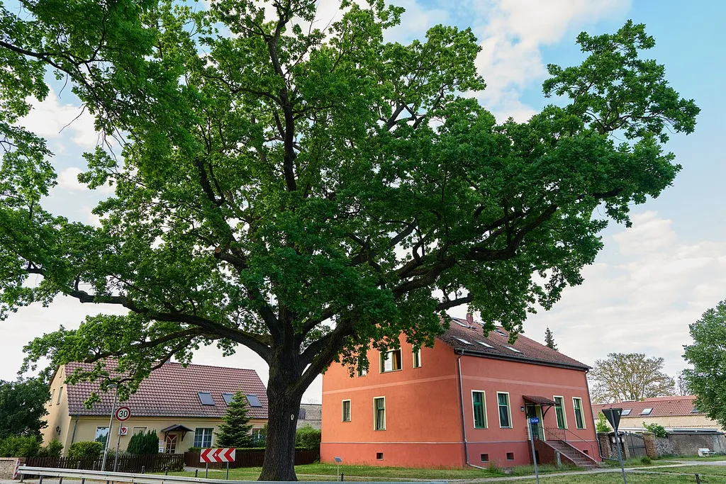 Naturdenkmal Friedens-Eiche Kreuzung Bahnhofstr. Dorfaue in Groß Kreutz (Havel)