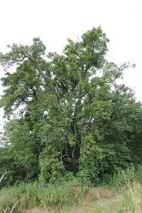 Natural monument European wild pear