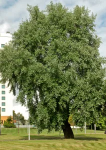 Naturdenkmal Pappel-Graupappel (''Populus × canescens''), 2017 gefällt Thiemstraße /Ecke H.-Löns-Straße (Wendeschleife der Straßenbahn) in Spremberger Vorstadt