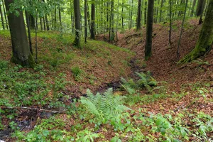 Schwarzwald bei Wüstensachsen
