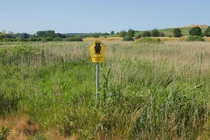 Trollblumenwiese Neukloster