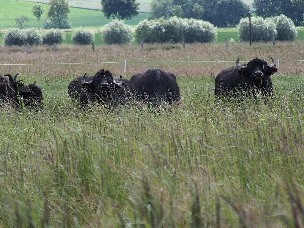 Salzwiese Barnstorf