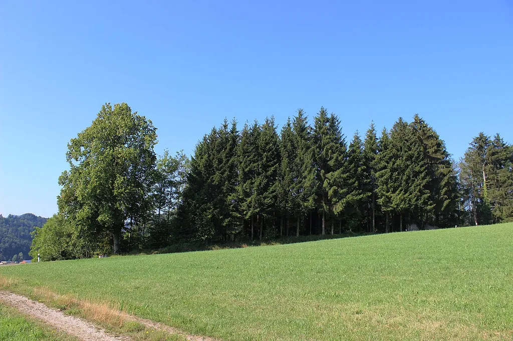 Burghügel Hushalden aus Richtung Nordosten