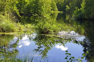 Großes Moor bei Darze